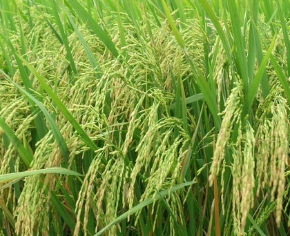 giải mã hoàn chỉnh hệ gen của cây lúa